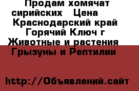 Продам хомячат сирийских › Цена ­ 70 - Краснодарский край, Горячий Ключ г. Животные и растения » Грызуны и Рептилии   